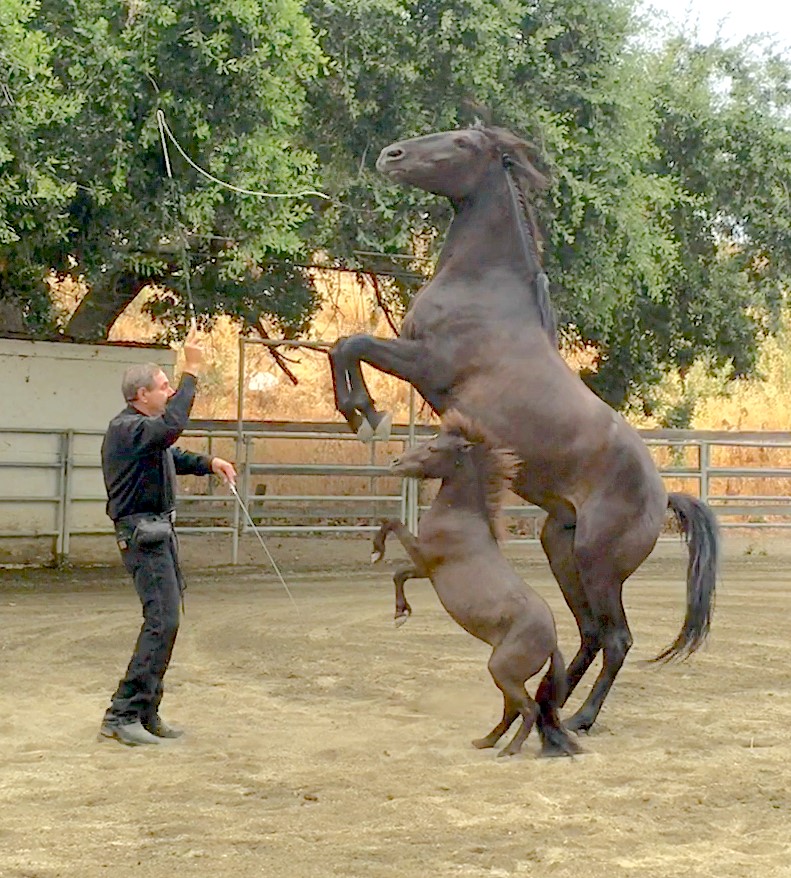 Training horses